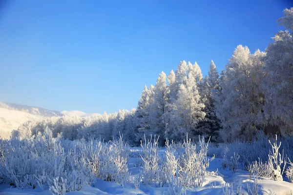 Vinterlandskap Med Snöträd — Stockfoto
