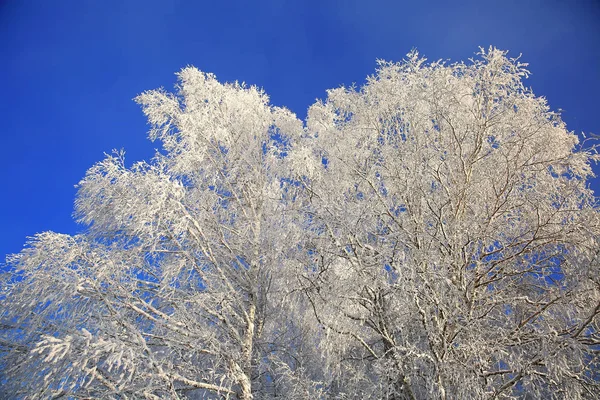 Zimní Bílé Stromy Pozadí Modré Oblohy — Stock fotografie