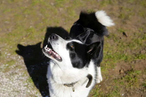 Порода Собак Восточноевропейская Лайка — стоковое фото