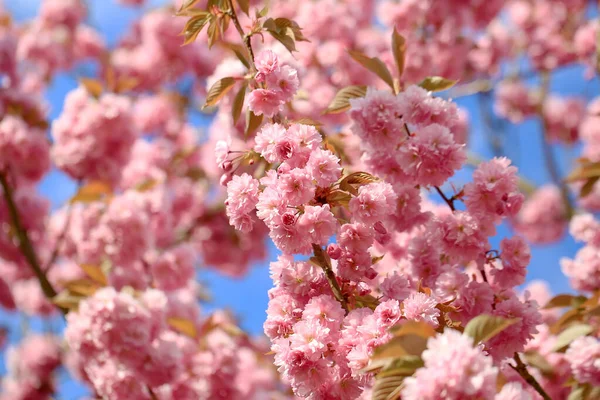 Άνοιξη Sakura Φόντο Ροζ Άνθος Close — Φωτογραφία Αρχείου