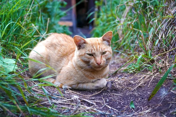 村里的草地上坐着红猫 — 图库照片