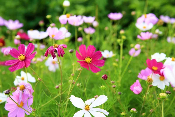 Kosmos Bipinnatus Kwiaty Ogrodzie — Zdjęcie stockowe