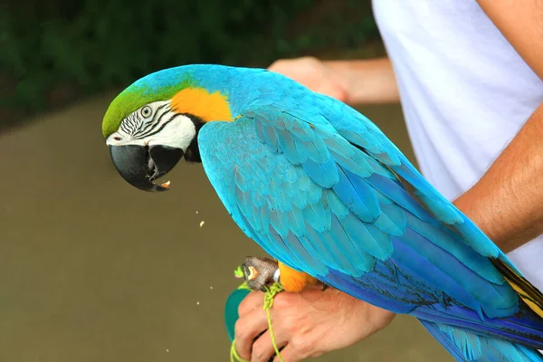 Ara Ararauna Loro Guacamayo Azul Amarillo Mano — Foto de Stock