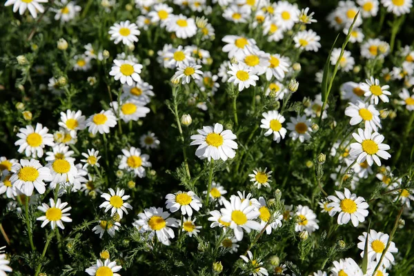 Natürliches Frühlingsblümchen Auf Der Wiese — Stockfoto