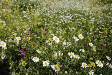 Çayırda doğal bahar papatyası