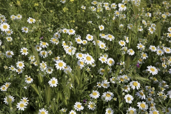 Natural Spring Daisy Meadow — Stock Photo, Image