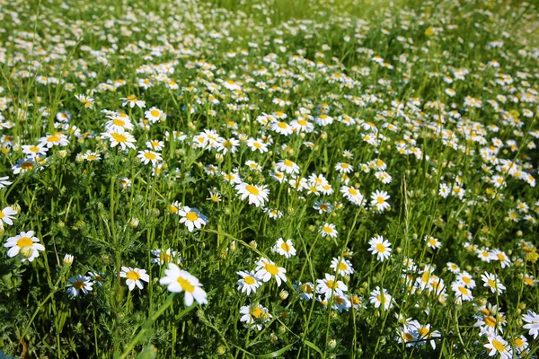 Natural Spring Daisy Meadow — Stock Photo, Image