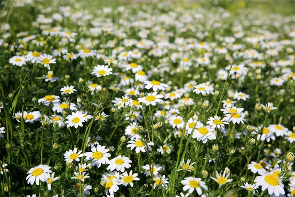 Natürliches Frühlingsblümchen Auf Der Wiese — Stockfoto