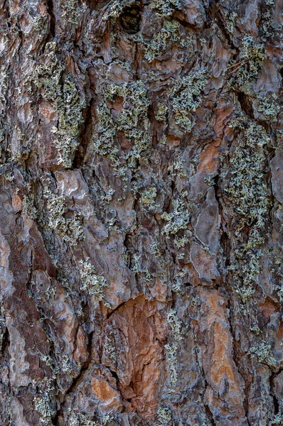 Struttura della corteccia di pino con un grande, coperto di muschio — Foto Stock