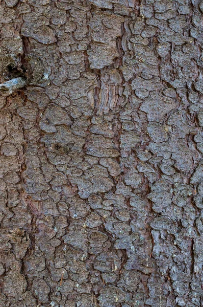 배경 나무 껍질의 클로즈업 — 스톡 사진