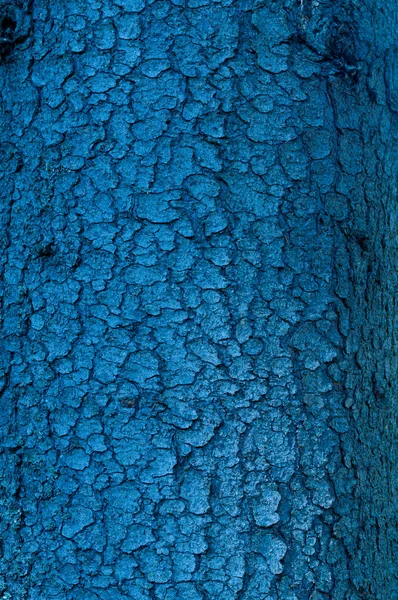 Colored blue wood bark for a abstract background — Stock Photo, Image