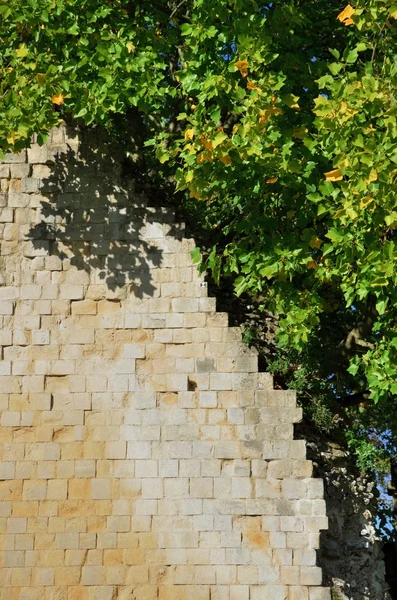 Старые желтые кирпичные стены и листья — стоковое фото