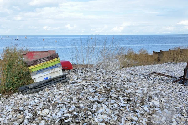 Pustych muszli ostryg na plaży — Zdjęcie stockowe