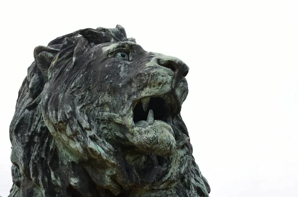 Statue du lion sur fond blanc — Photo