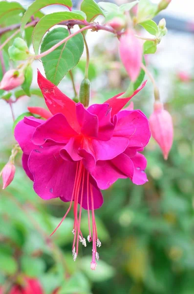 Flor Fúcsia rosa único — Fotografia de Stock