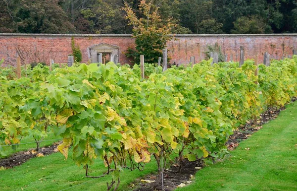 Viñas de uva que crecen en el jardín amurallado inglés — Foto de Stock