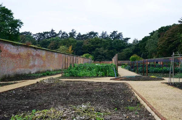 Plantaardige grondstuk in Engelse ommuurde tuin — Stockfoto