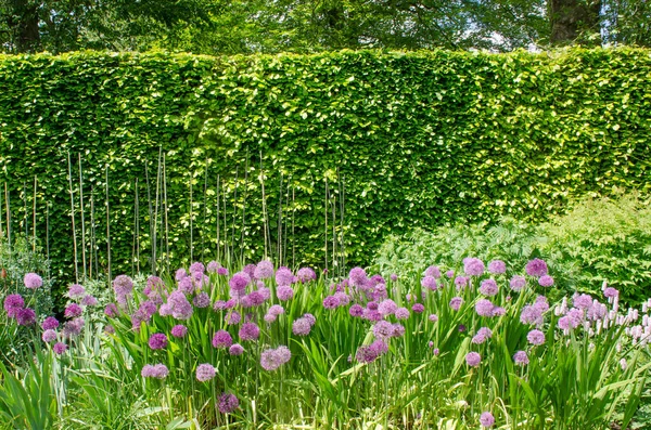 Fialové květiny v anglické hranici s živý plot v pozadí — Stock fotografie