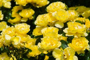 Sarı gül çiçekleri grubu