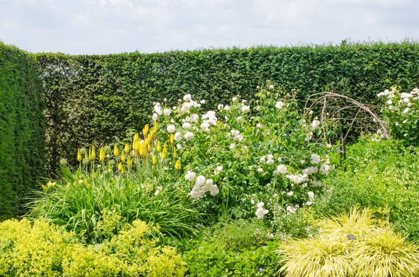 Bordo giardino inglese con rose e poker rosso caldo — Foto Stock