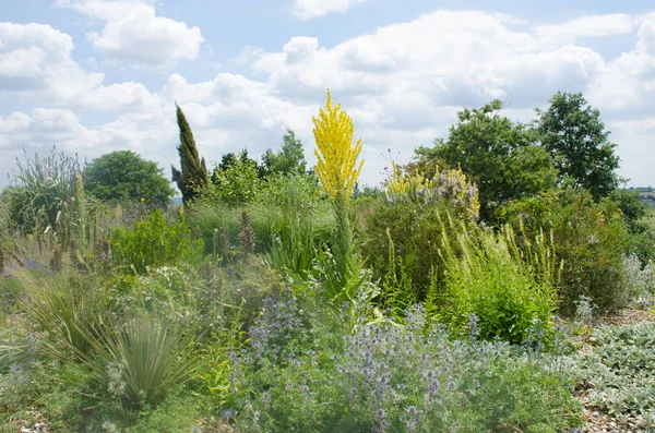 Anglické suché zahrady s řadou rostlin — Stock fotografie