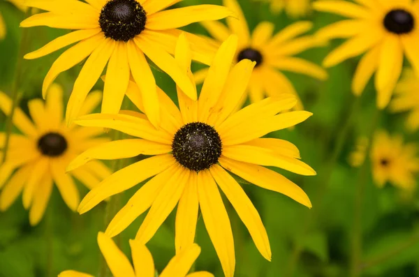 Rudbeckia hirta flor de color amarillo brillante en grupo —  Fotos de Stock