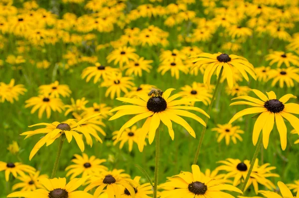 Arı bir üstüne çiçeklerle Rudbeckia kitle