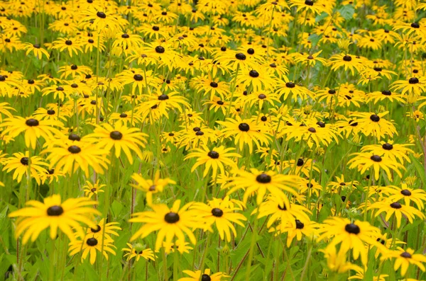 Very large group of Rudbeckia flowers