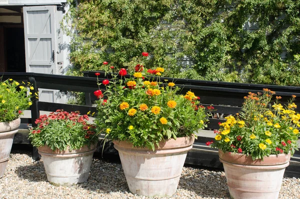 Laranja e flores vermelhas em vasos de terracota — Fotografia de Stock