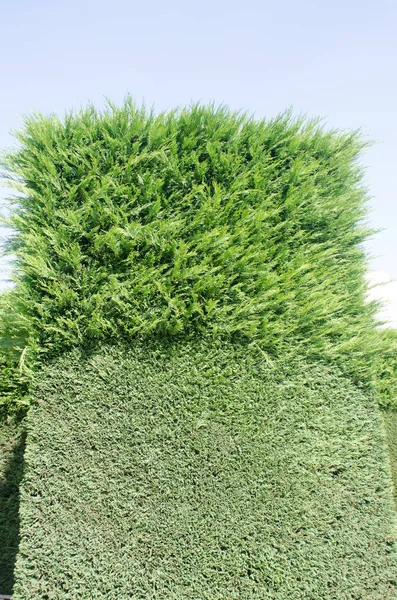 Part trimmed hedge