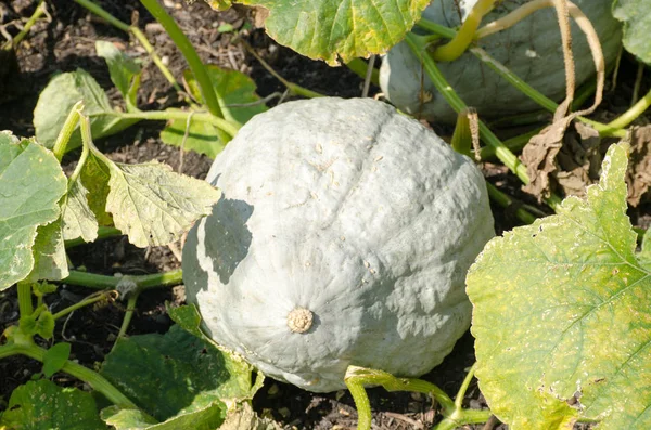 Calabaza grande creciendo en el jardín —  Fotos de Stock