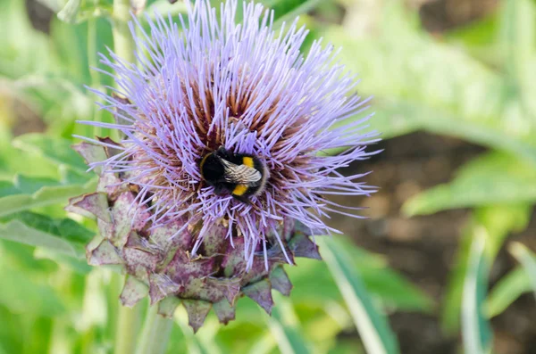 Bumble Bee na niebieski oset — Zdjęcie stockowe