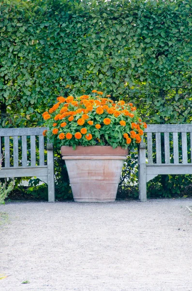 Πορτοκαλί λουλούδια σε γλάστρα τερακότα δίπλα παγκάκια — Φωτογραφία Αρχείου
