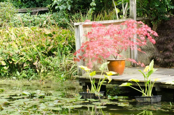 Red Acer dal giardino acquatico — Foto Stock