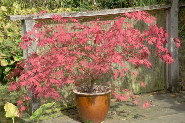 Large red acer in clay pot — Stock Photo, Image