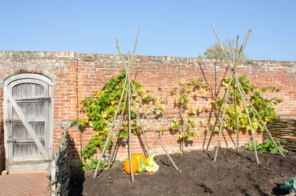 Englischer ummauerter Garten mit ausgestellten Kürbissen — Stockfoto
