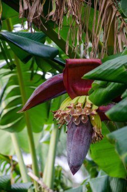 Muz ağacı çiçek ve büyüyen muz ile