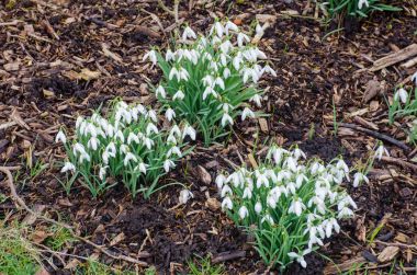 Kardelen ormandaki kümeleri