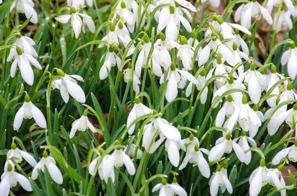 Large Group Snowdrops — Stock Photo, Image