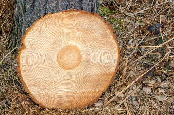 Tronco Árbol Recién Cortado Mostrando Anillos —  Fotos de Stock