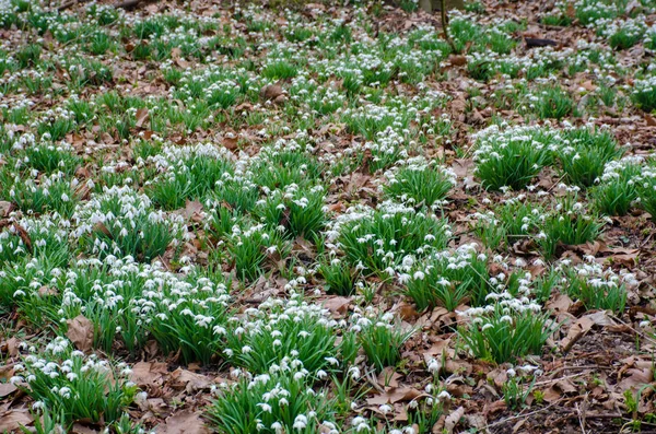 Large Group Snowdrops Forest — Stock Photo, Image