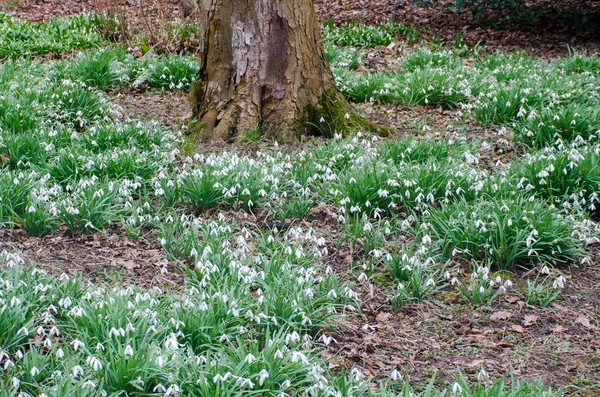 Snowdrops Surrounding Tree Trunk — Stock Photo, Image