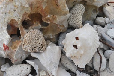 Deniz kabukları arka planda daha fazla kabukları ile grup