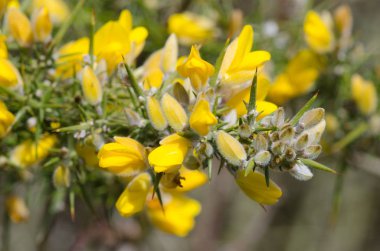 Sarı Gorse yakın çekim
