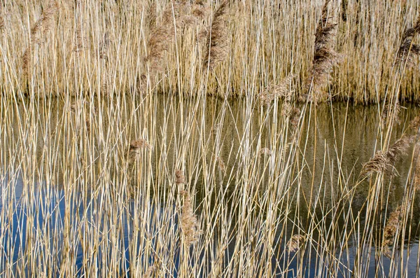 Reeds Lake Winter — Stock Photo, Image