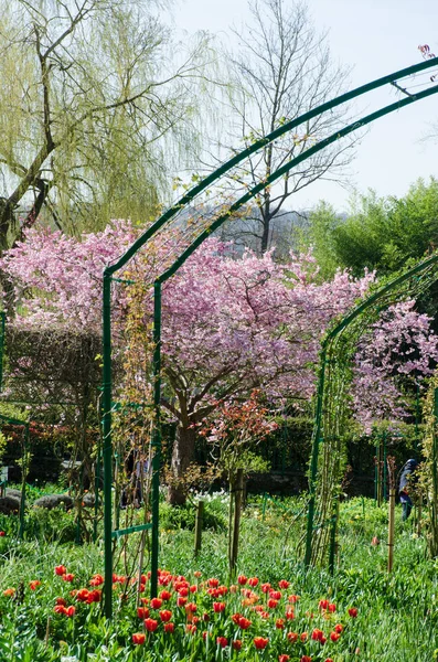 桜の花を持つ古典的なスタイルの庭園 — ストック写真