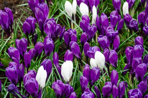 Purple White Crocuses Spring — Stock Photo, Image