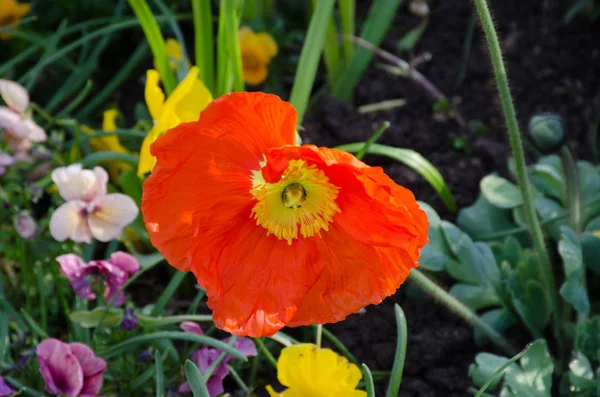 Bright Orange Poppy Style Flower Growing — Stock Photo, Image