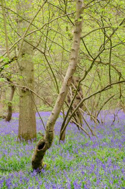 Uzun boylu ağaçlar bahar ile ormandaki Bluebells