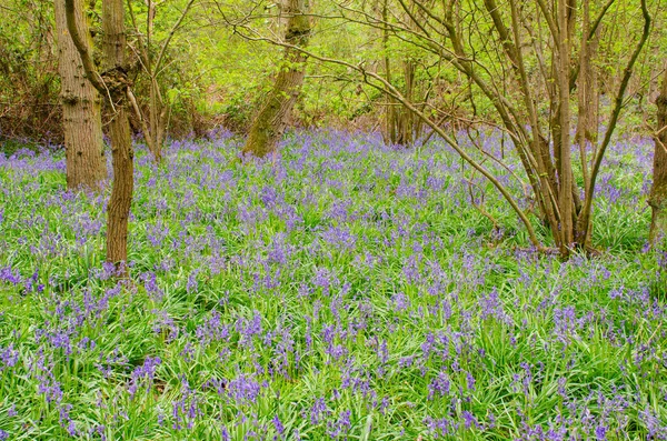 Grande Campo Bluebells Floresta — Fotografia de Stock